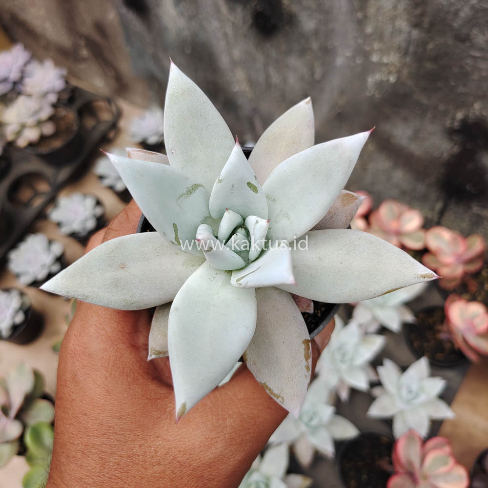 083. Echeveria Mexican Giant - Image 3