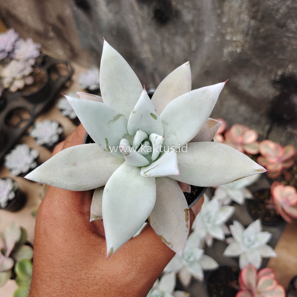 083. Echeveria Mexican Giant - Image 4