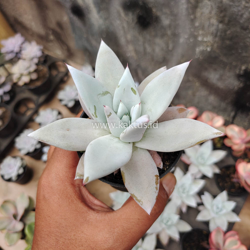083. Echeveria Mexican Giant - Image 5
