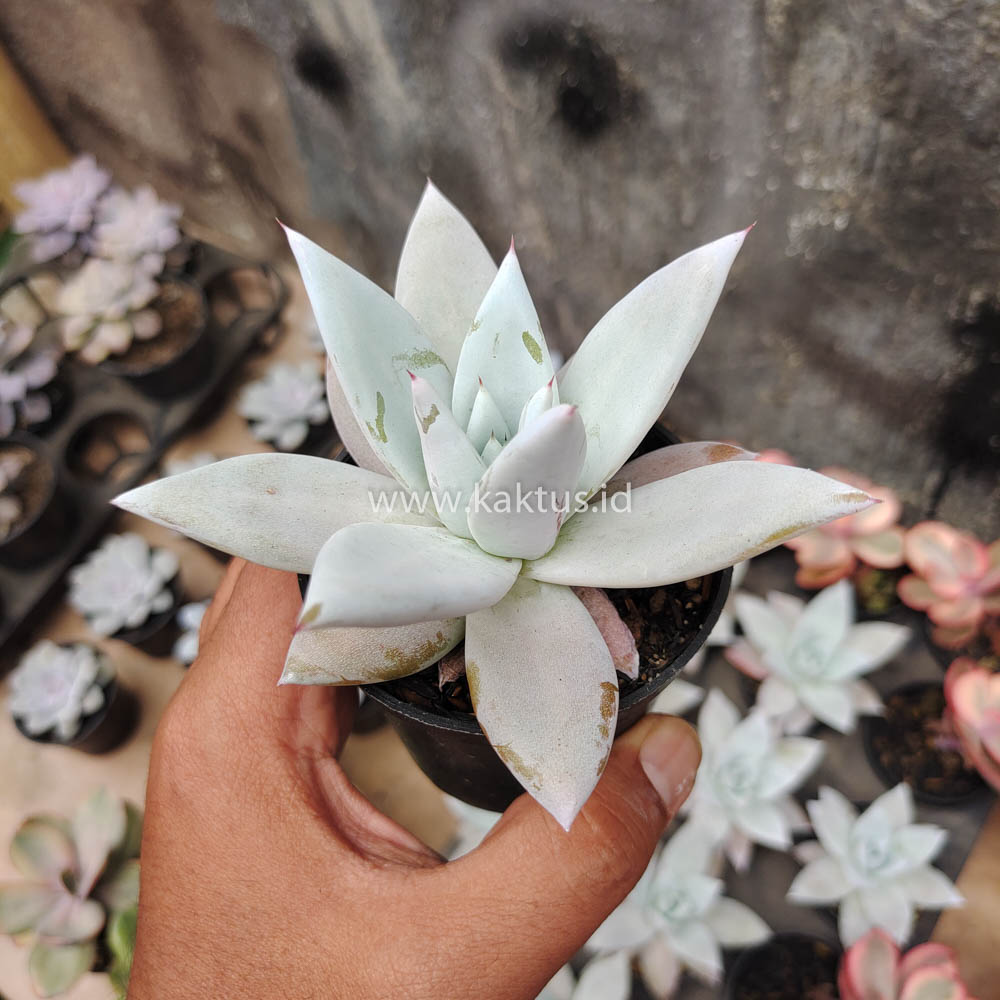 083. Echeveria Mexican Giant - Image 6