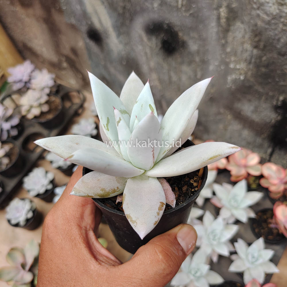 083. Echeveria Mexican Giant - Image 7