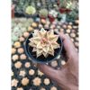 2117. Echeveria Monocerotis Aurea