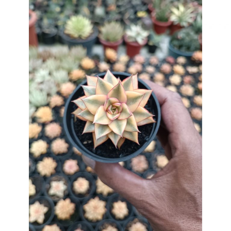 2117. Echeveria Monocerotis Aurea