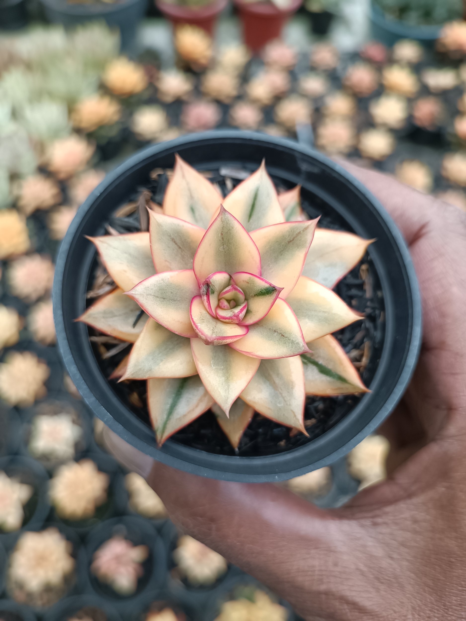 2117. Echeveria Monocerotis Aurea - Image 2