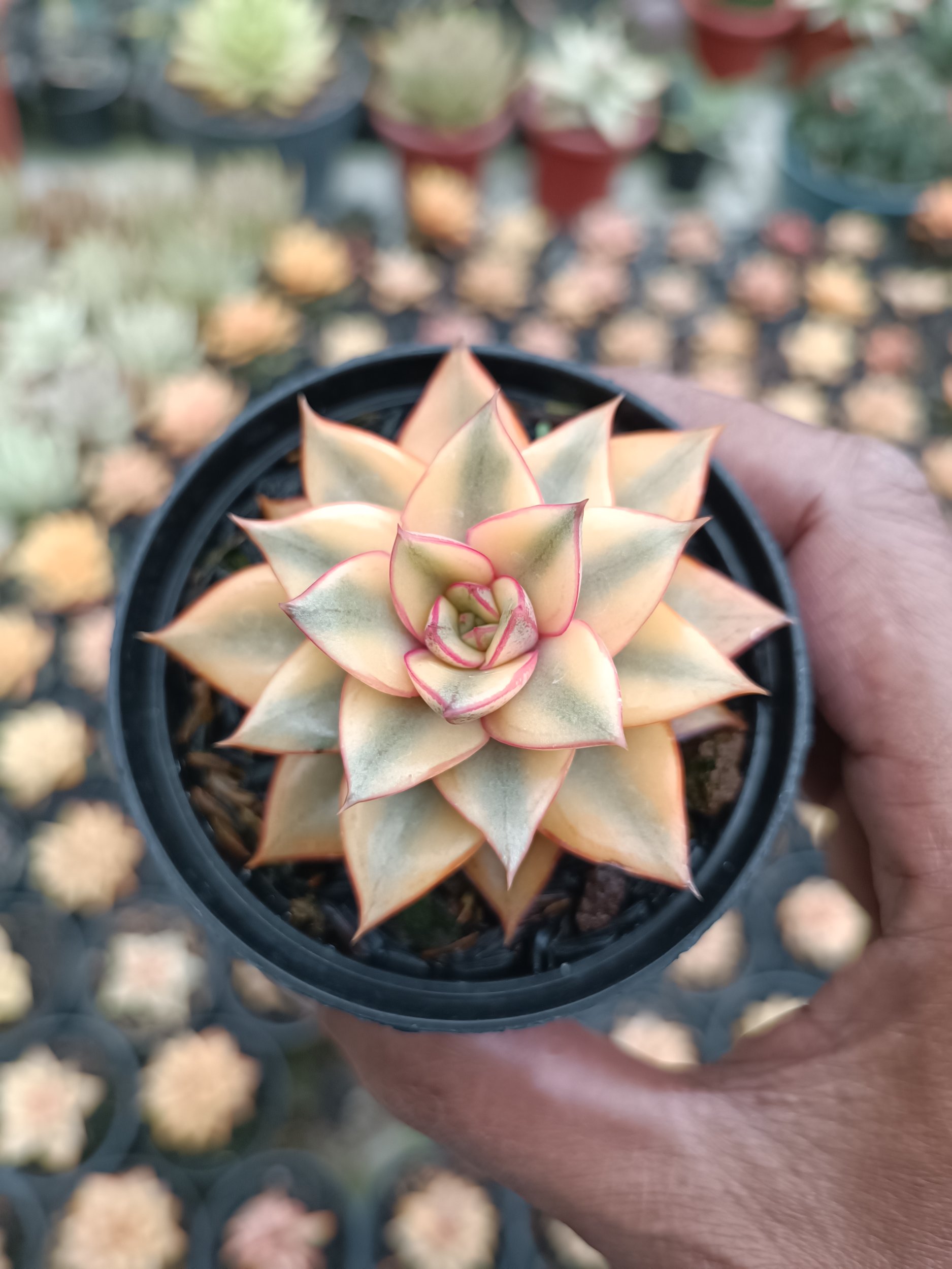 2117. Echeveria Monocerotis Aurea - Image 3