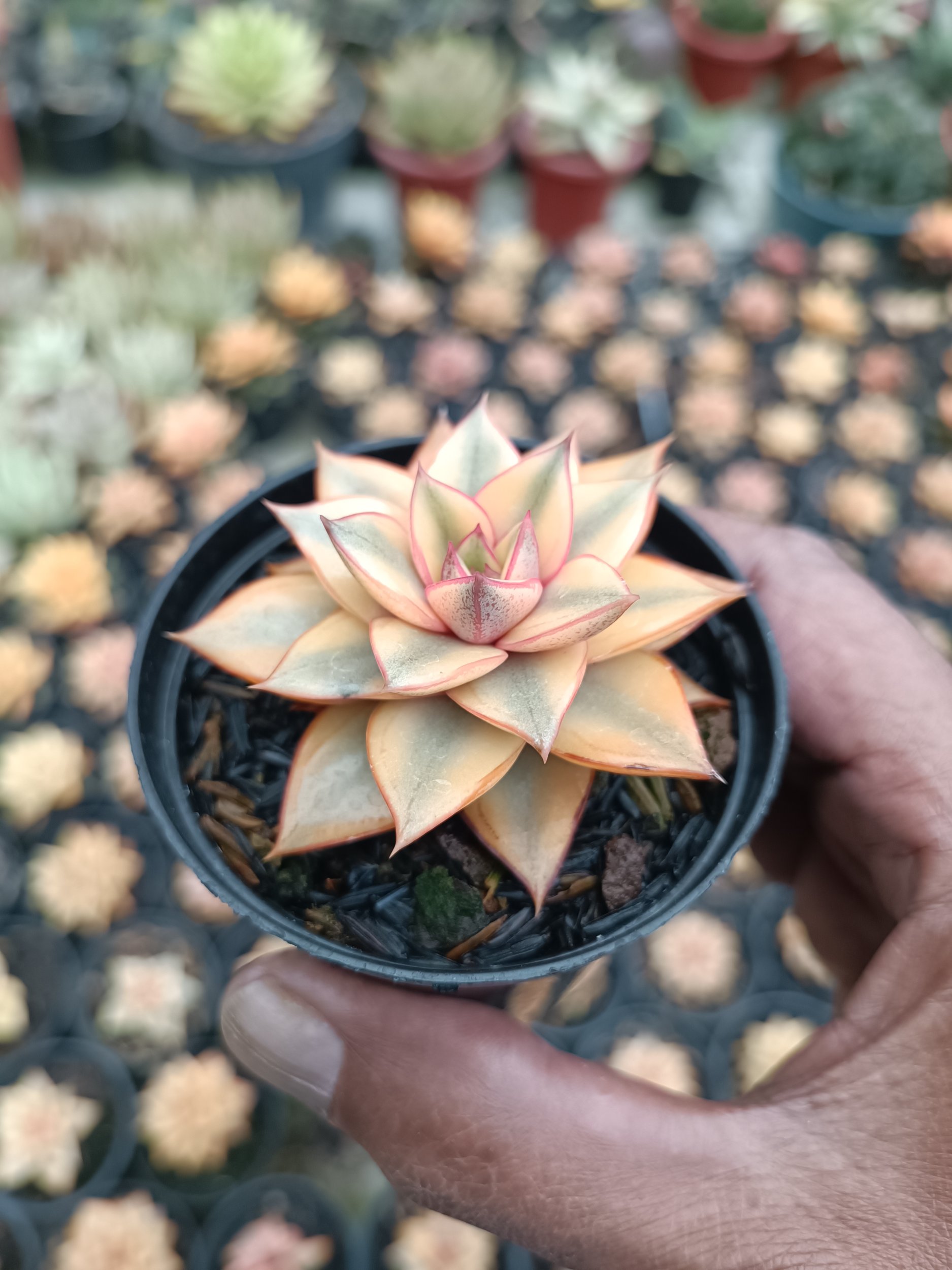 2117. Echeveria Monocerotis Aurea - Image 4
