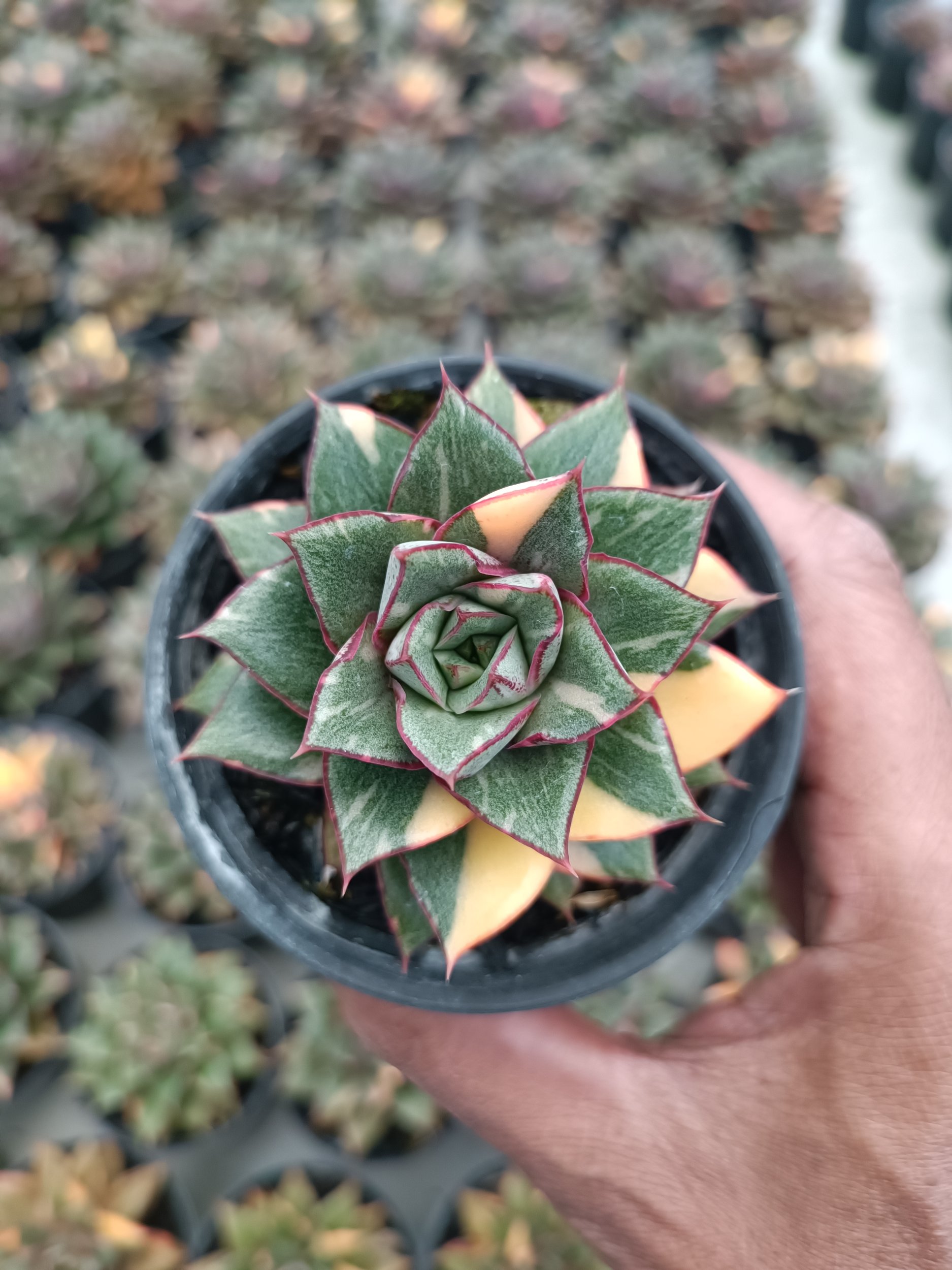 2116. Echeveria Monocerotis Variegated size 8 cm - Image 2