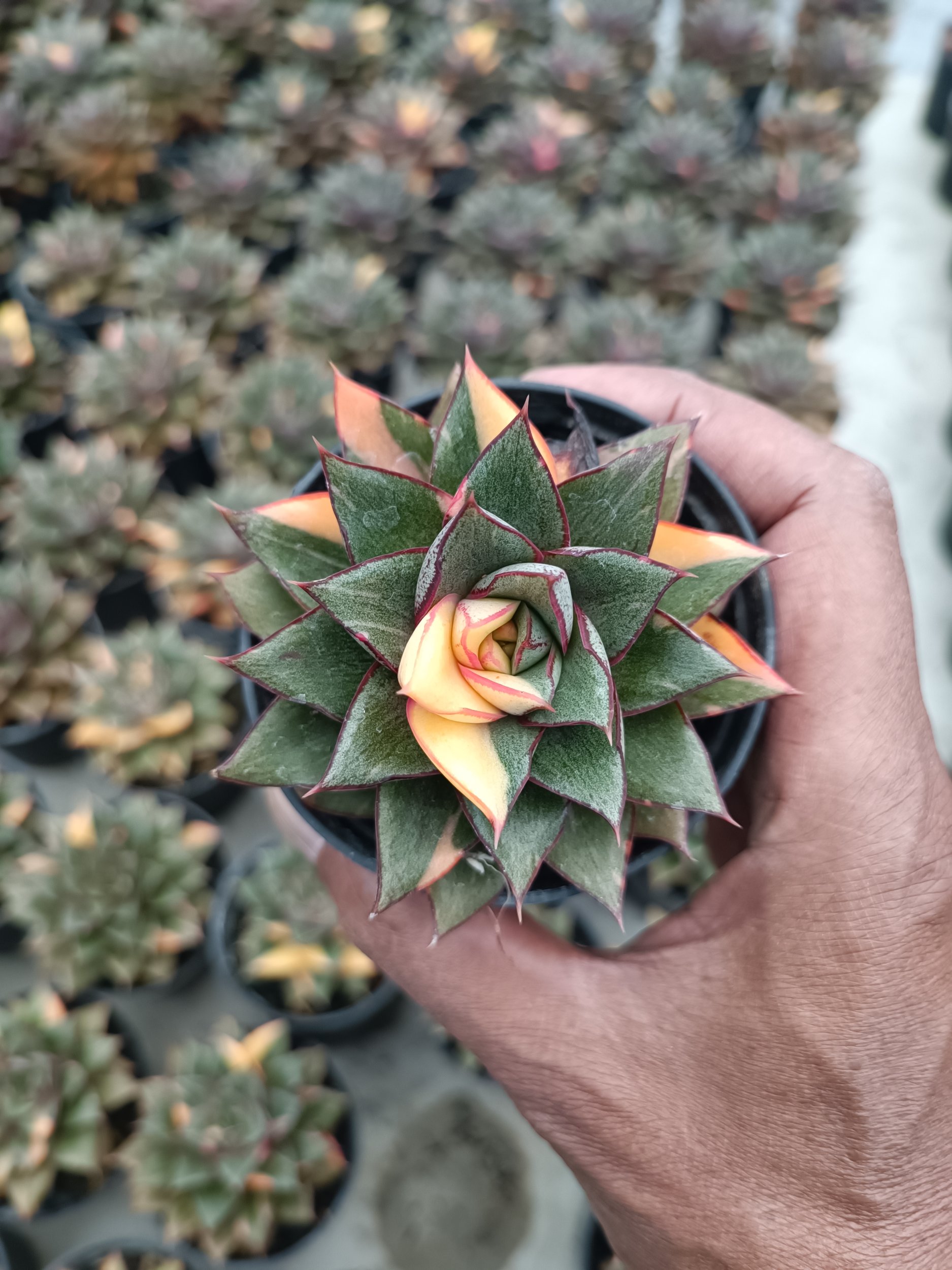 2116. Echeveria Monocerotis Variegated size 8 cm - Image 3