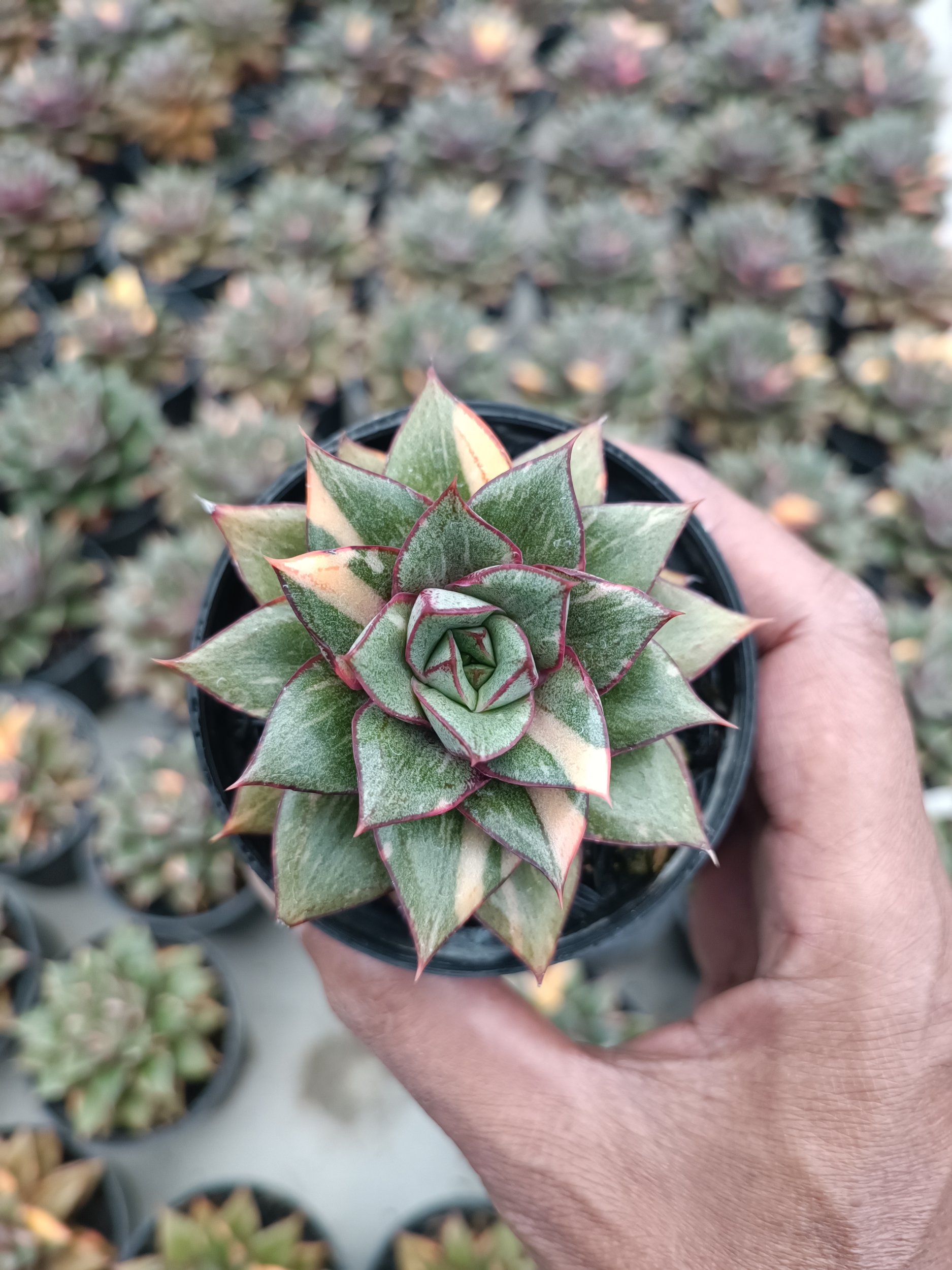 2116. Echeveria Monocerotis Variegated size 8 cm - Image 4