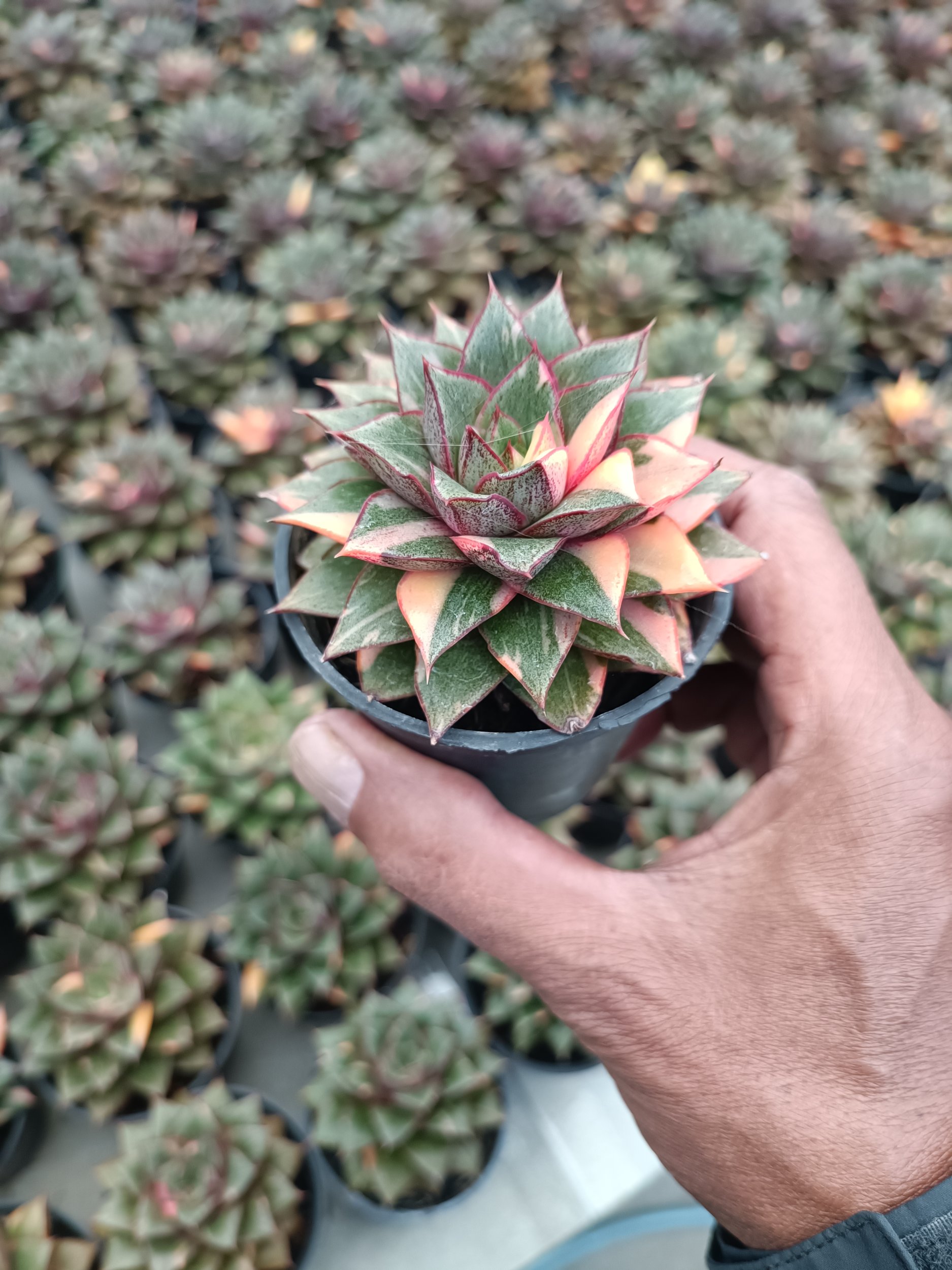 2116. Echeveria Monocerotis Variegated size 8 cm - Image 5
