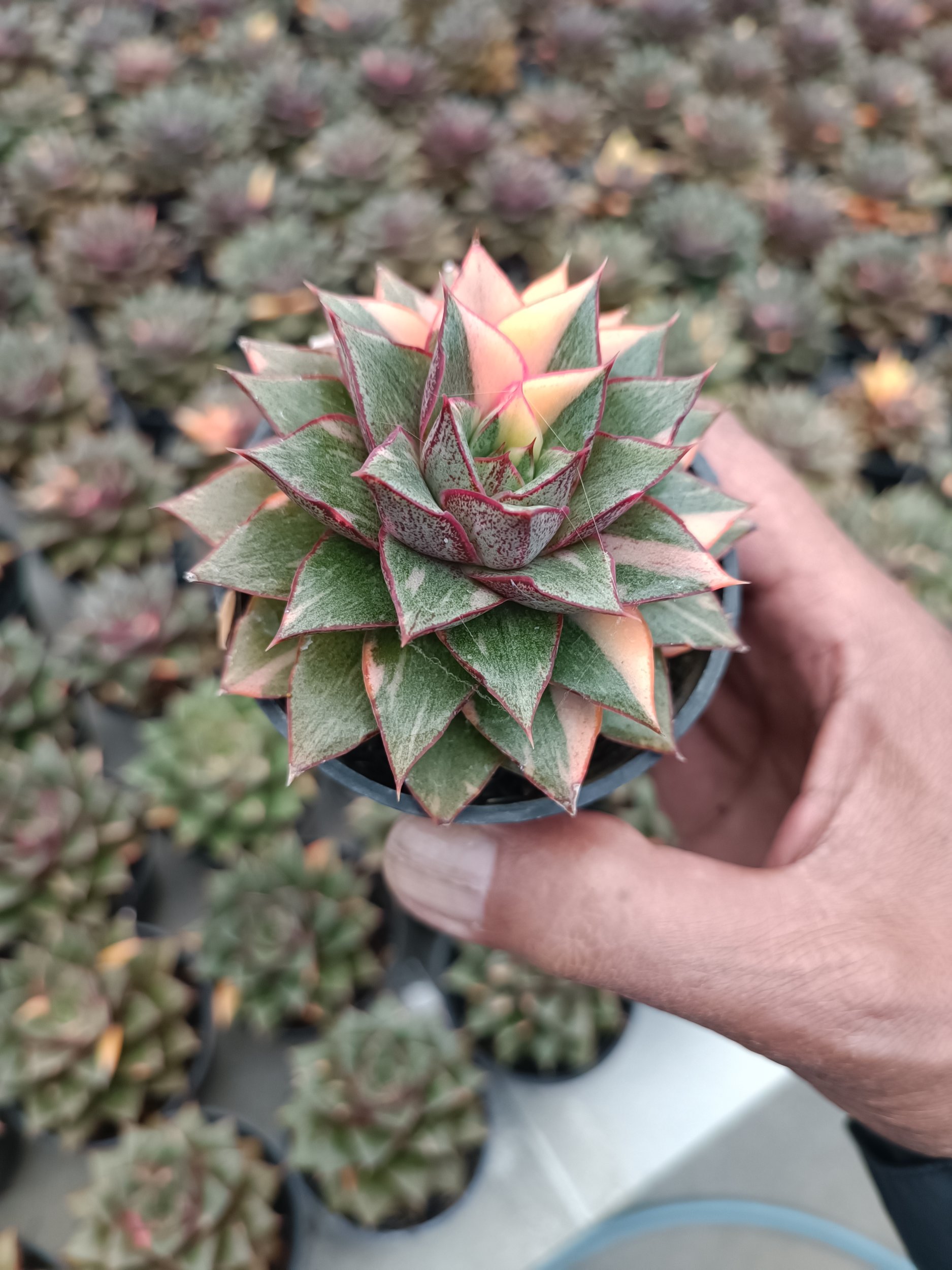 2116. Echeveria Monocerotis Variegated size 8 cm - Image 6