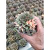 2116. Echeveria Monocerotis Variegated size 8 cm