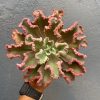 976. Echeveria Octopus Size 12 Cm