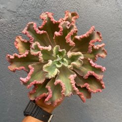 976. Echeveria Octopus Size 12 Cm