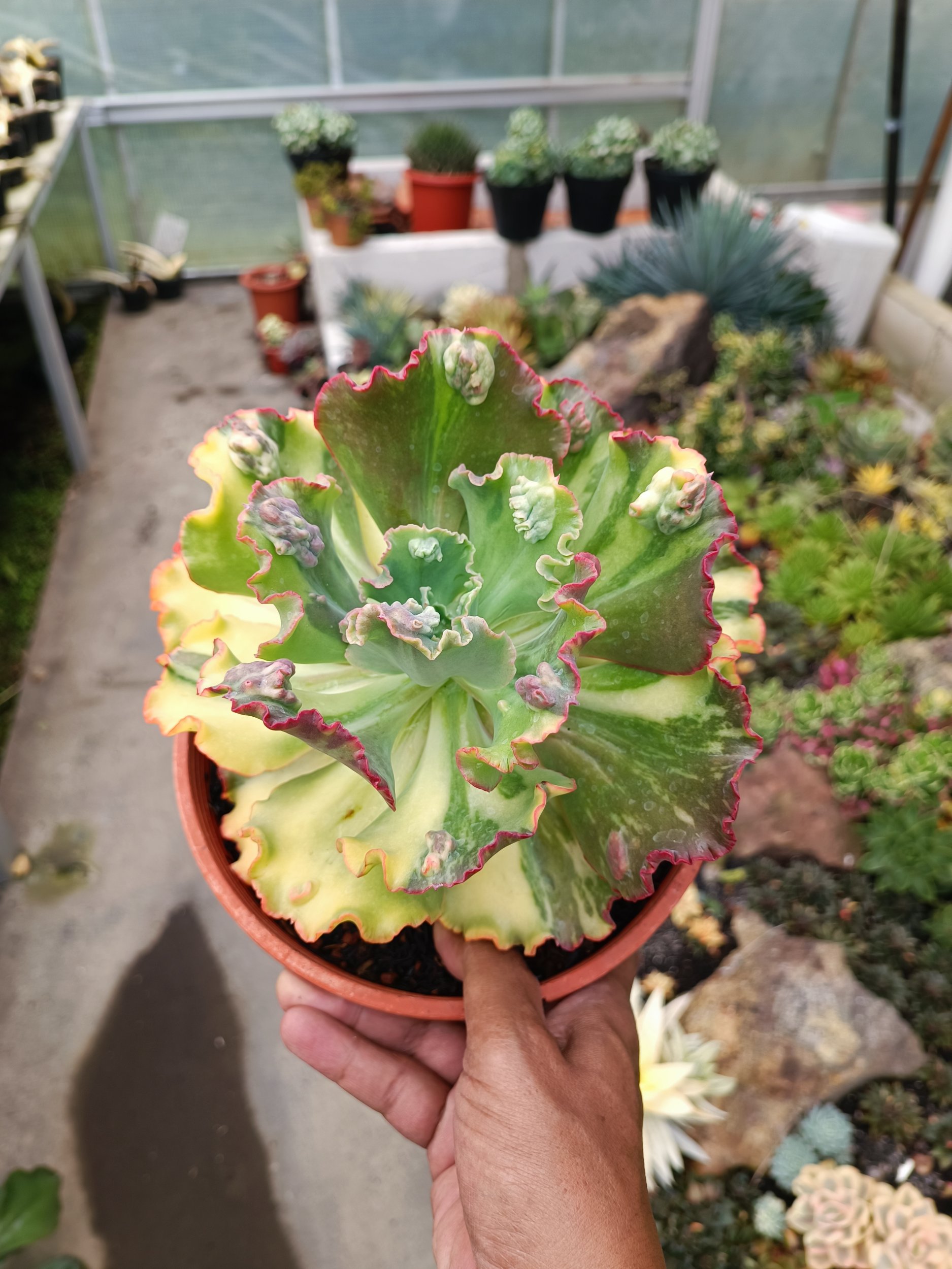 2092. Echeveria Party Dress Variegated Size 20 Cm - Image 4
