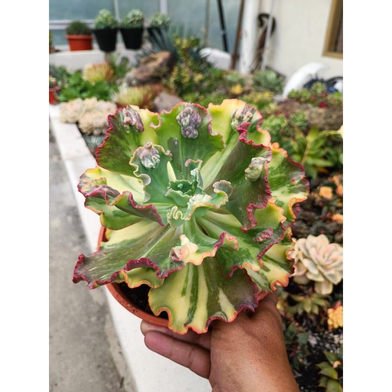 2092. Echeveria Party Dress Variegated Size 20 Cm