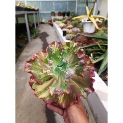 2093. Echeveria Party Dress Variegated Size 28 Cm
