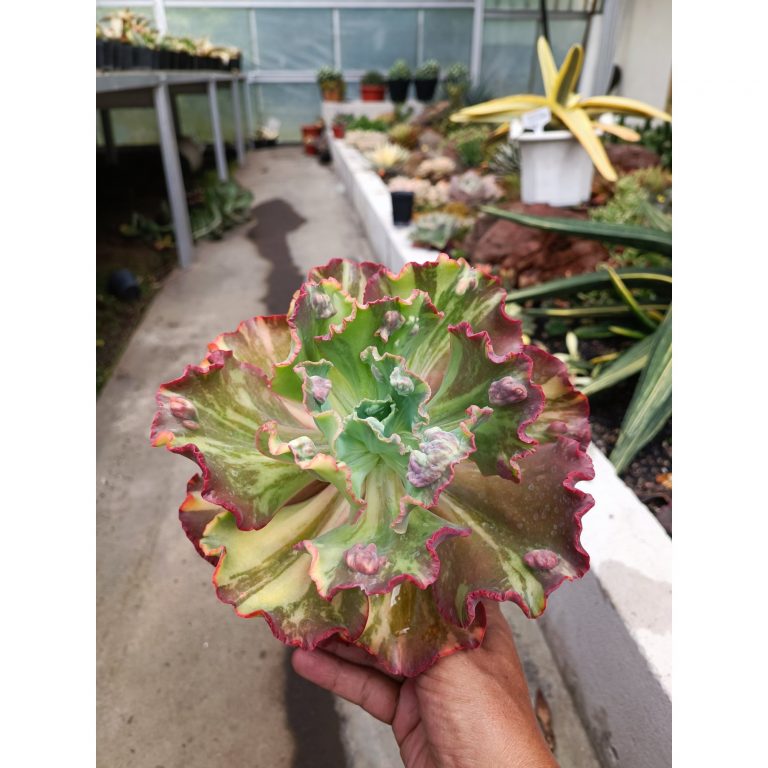 2093. Echeveria Party Dress Variegated Size 28 Cm