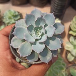 Alternative view of 144. Echeveria Peacockii ‘Desmetiana’