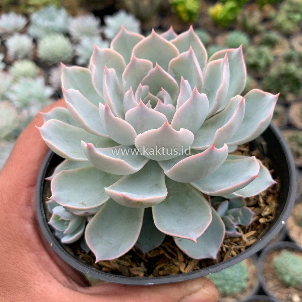 144. Echeveria Peacockii ‘Desmetiana’ - Image 11