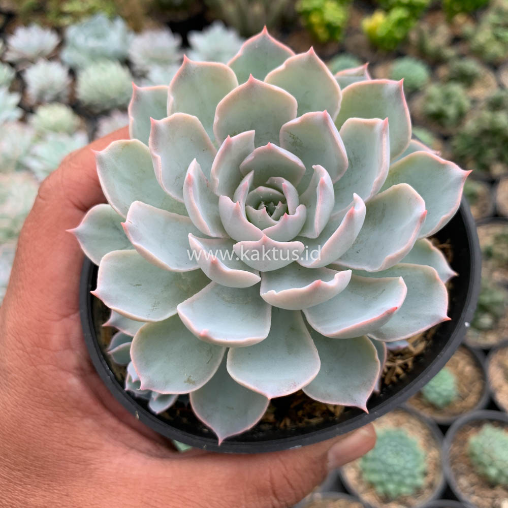 144. Echeveria Peacockii ‘Desmetiana’ - Image 12
