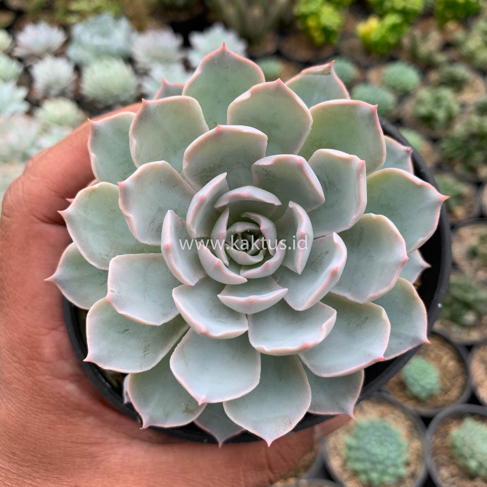 144. Echeveria Peacockii ‘Desmetiana’ - Image 13