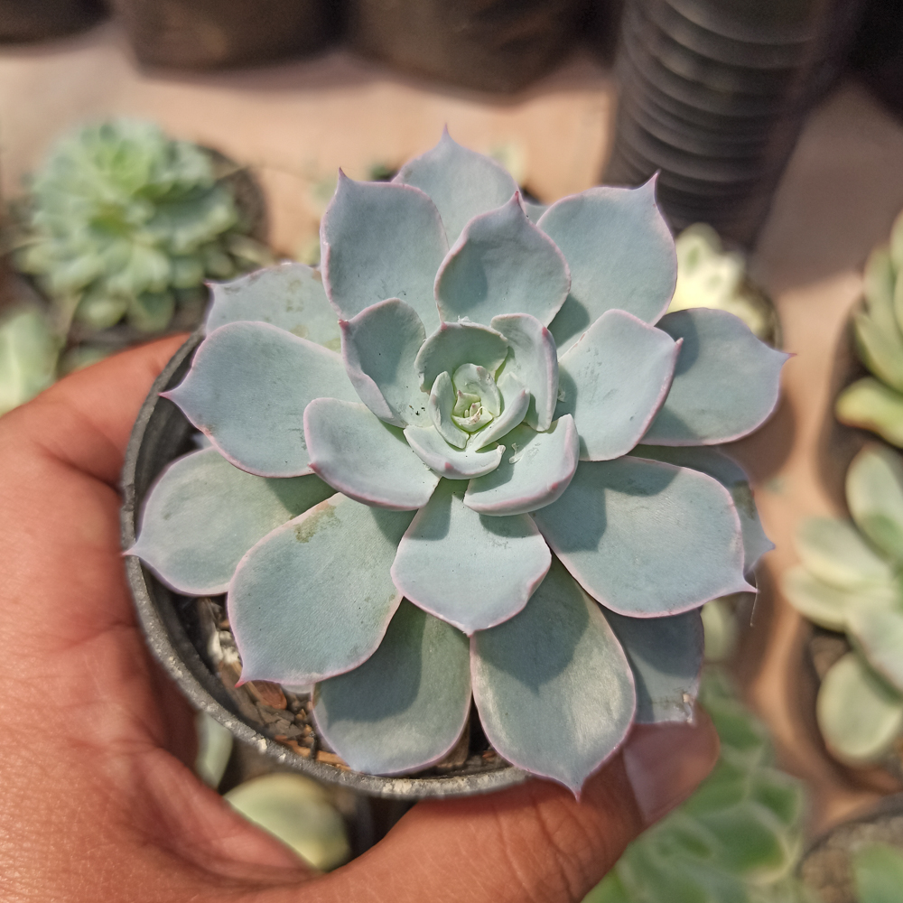 144. Echeveria Peacockii ‘Desmetiana’ - Image 3