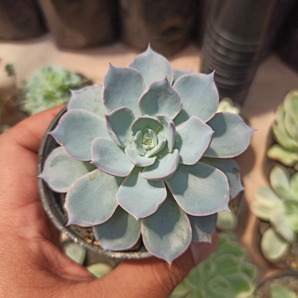 144. Echeveria Peacockii ‘Desmetiana’ - Image 4