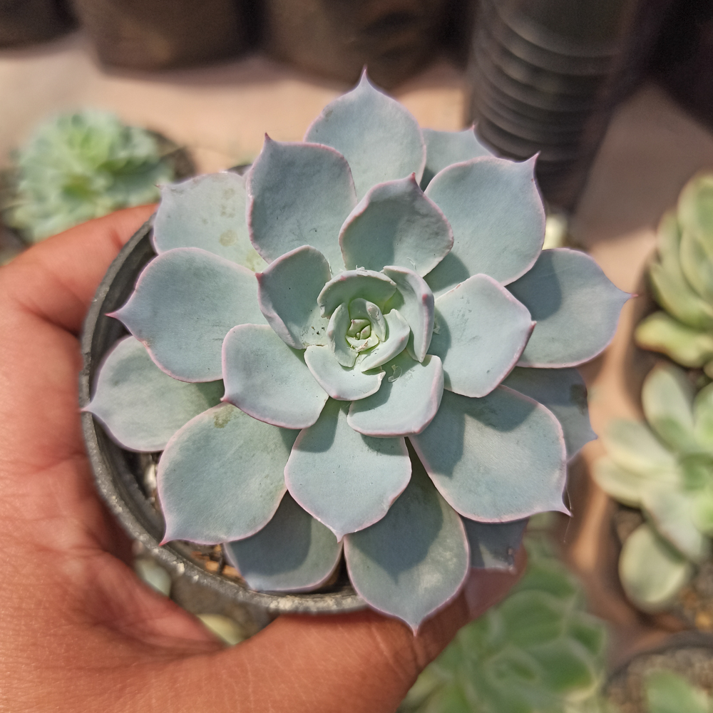144. Echeveria Peacockii ‘Desmetiana’ - Image 5