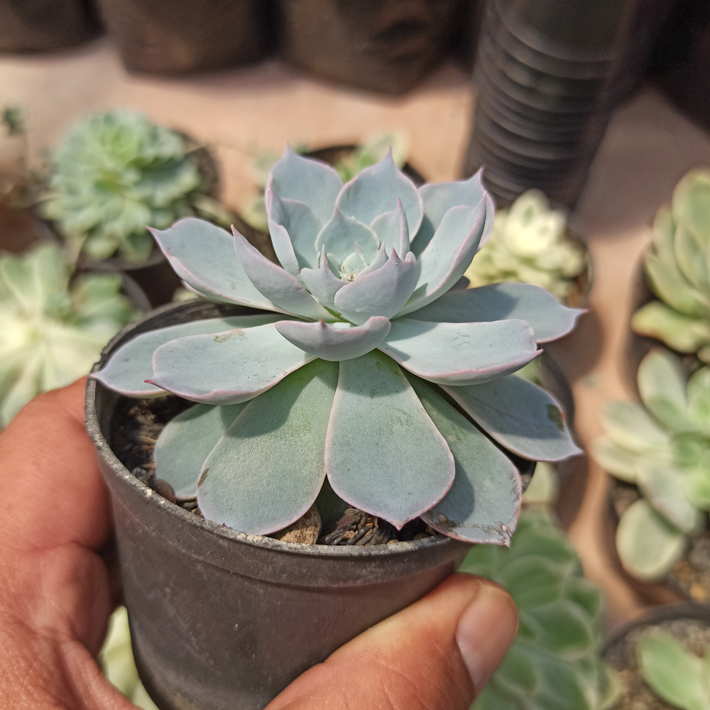 144. Echeveria Peacockii ‘Desmetiana’ - Image 6