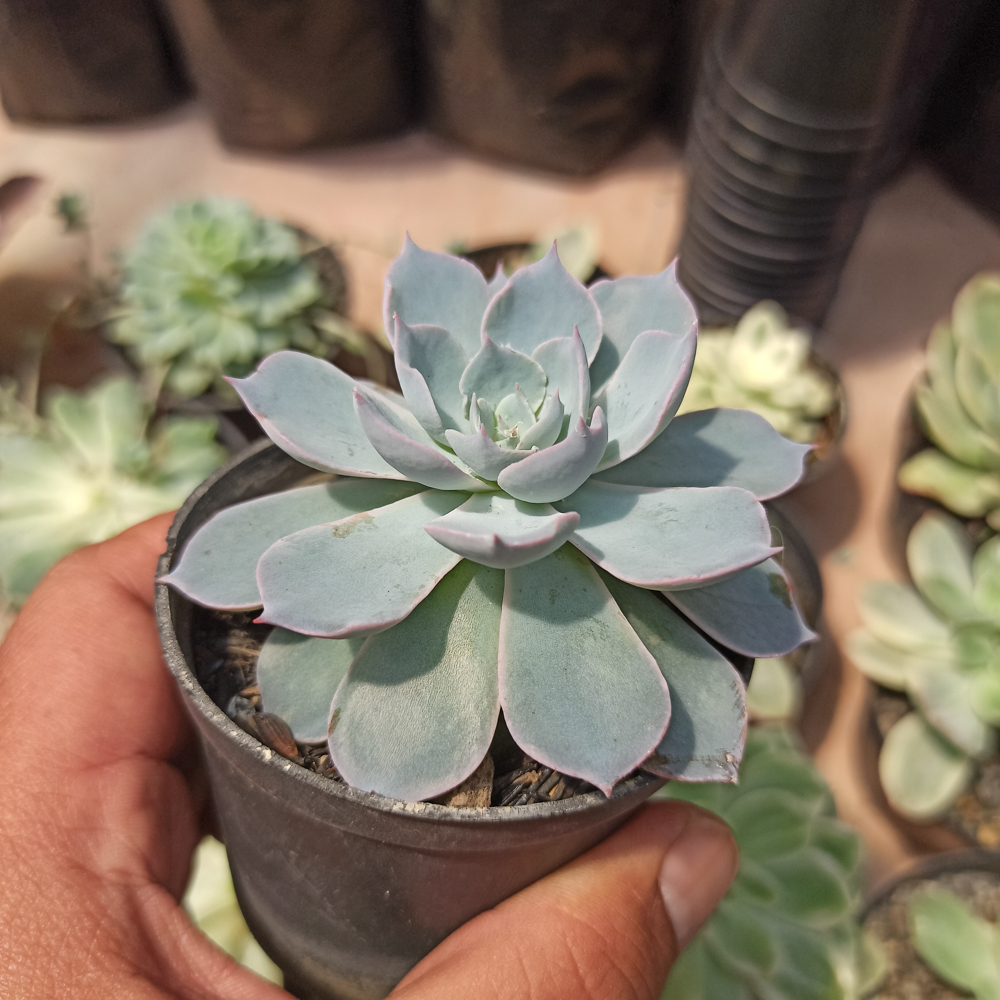 144. Echeveria Peacockii ‘Desmetiana’ - Image 7