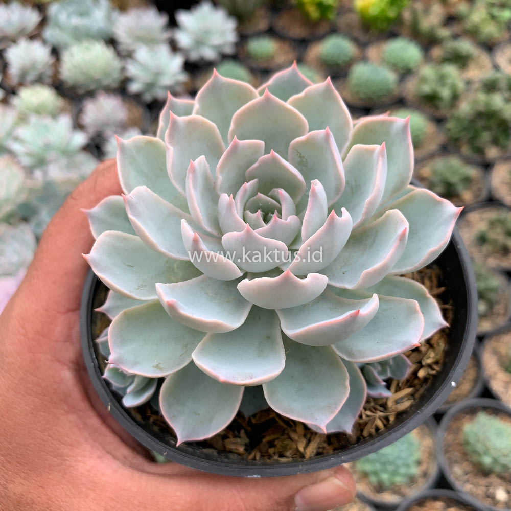 144. Echeveria Peacockii ‘Desmetiana’ - Image 8