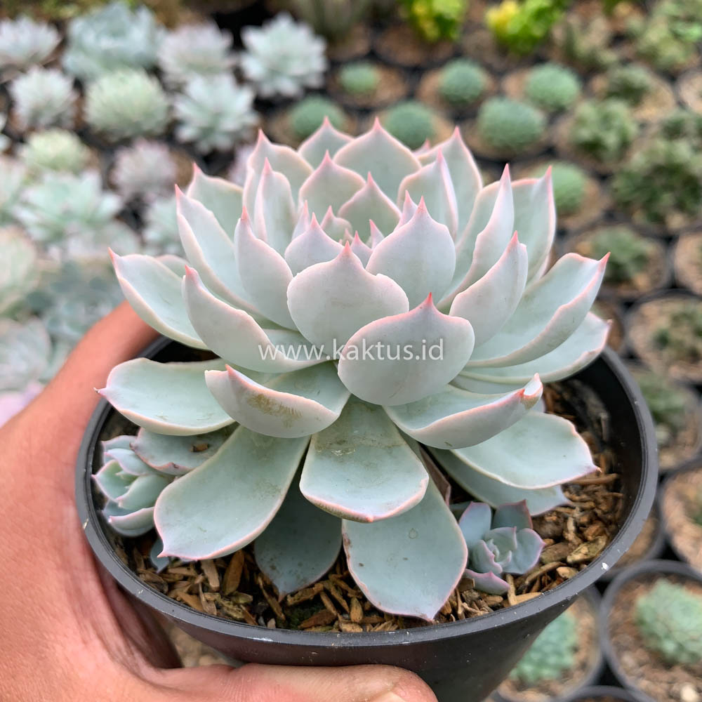 144. Echeveria Peacockii ‘Desmetiana’ - Image 9