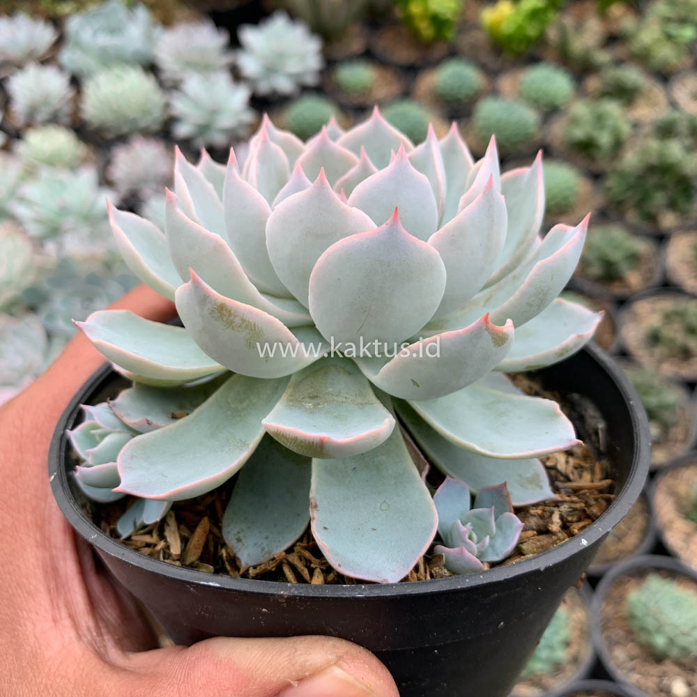 144. Echeveria Peacockii ‘Desmetiana’ - Image 10