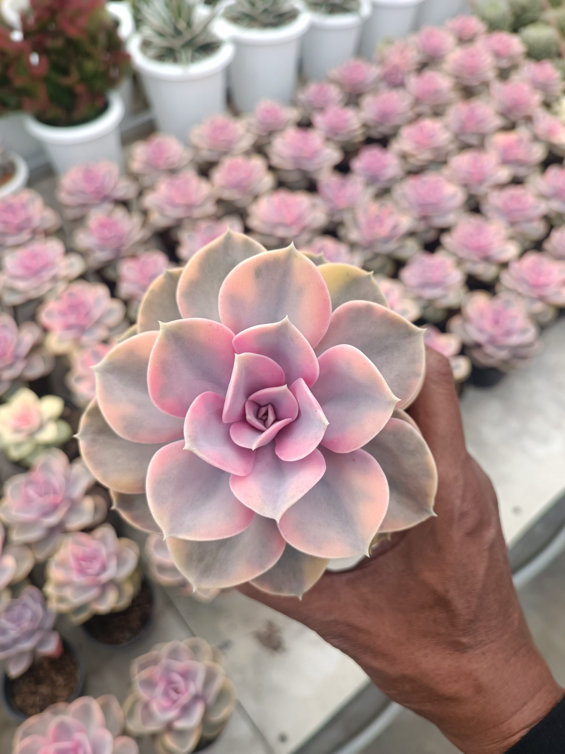 638. Echeveria Perle Rainbow - Image 3