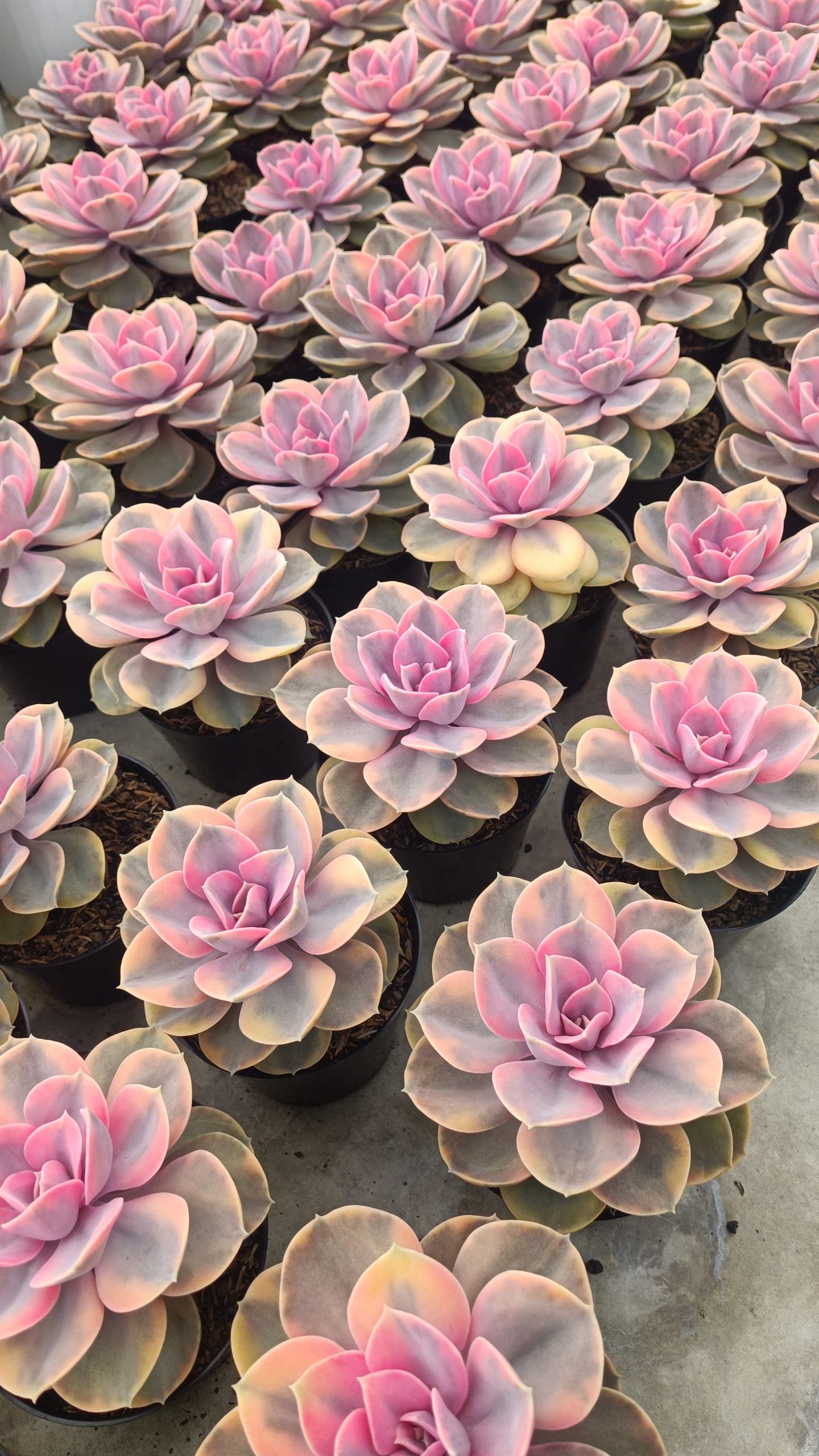 638. Echeveria Perle Rainbow - Image 7