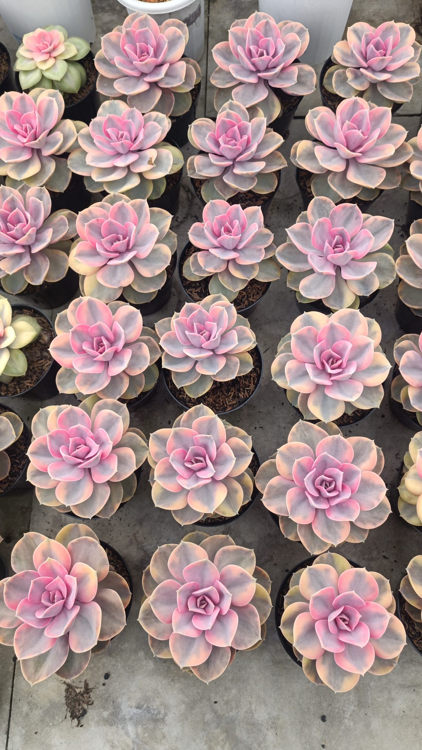 638. Echeveria Perle Rainbow - Image 4