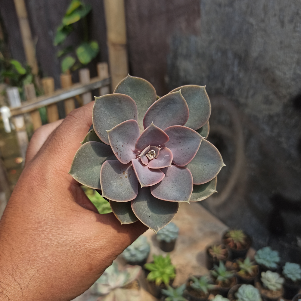 036. Echeveria Perle Von Nurnberg - Image 2