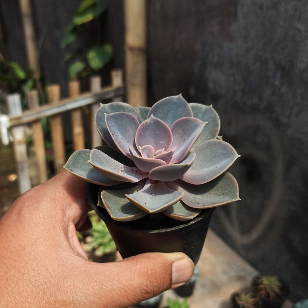 036. Echeveria Perle Von Nurnberg - Image 3