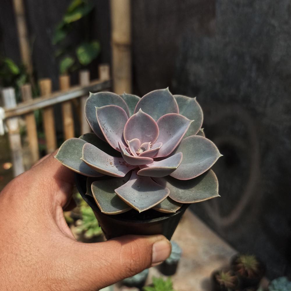 036. Echeveria Perle Von Nurnberg - Image 4