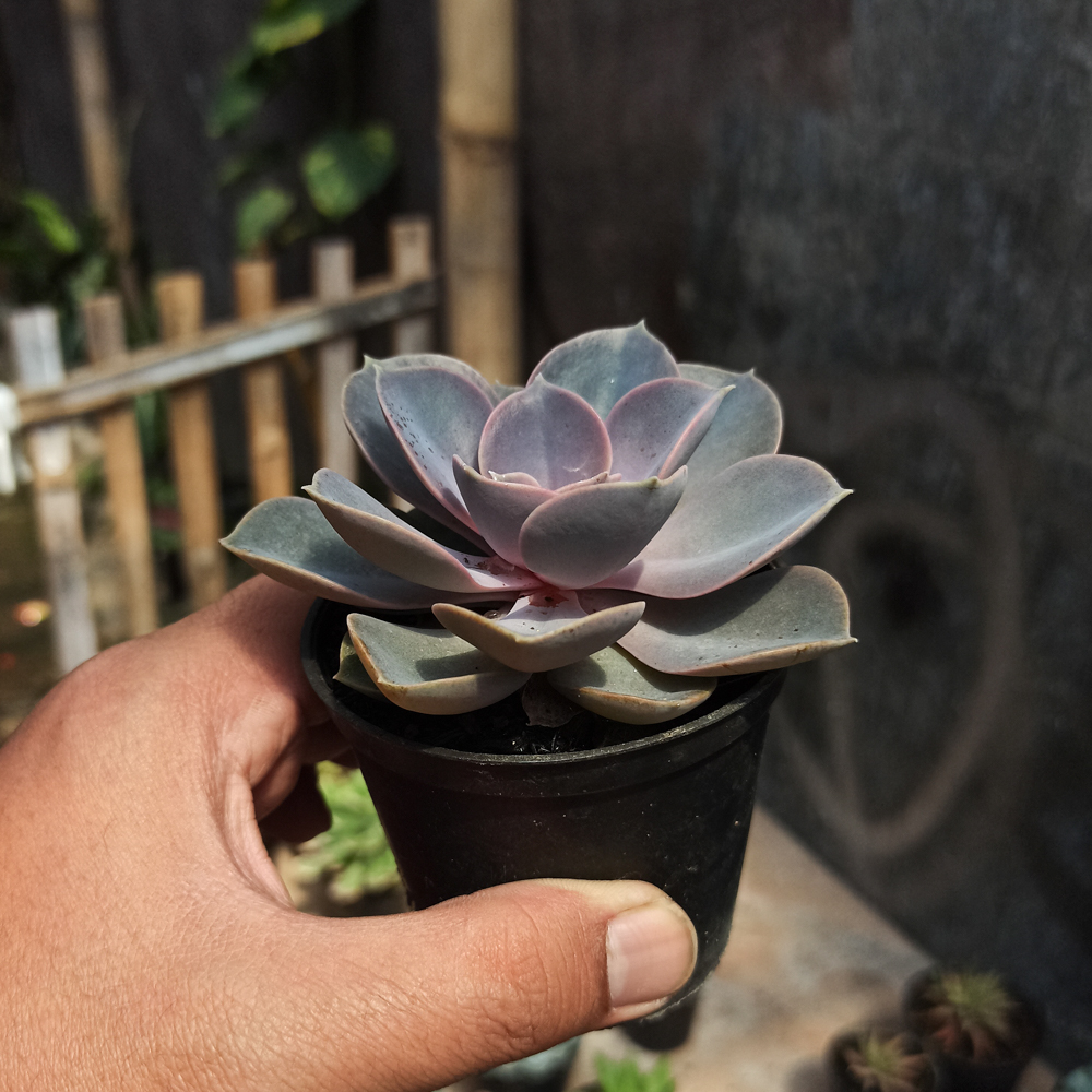 036. Echeveria Perle Von Nurnberg - Image 5