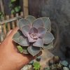 036. Echeveria Perle Von Nurnberg