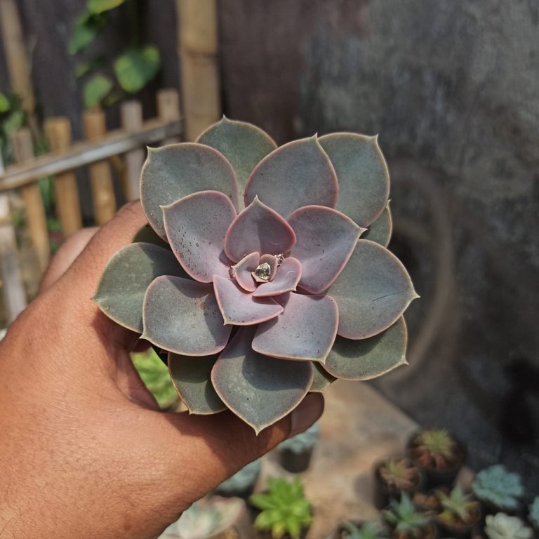 036. Echeveria Perle Von Nurnberg
