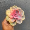 1533. Echeveria Perle White Rainbow