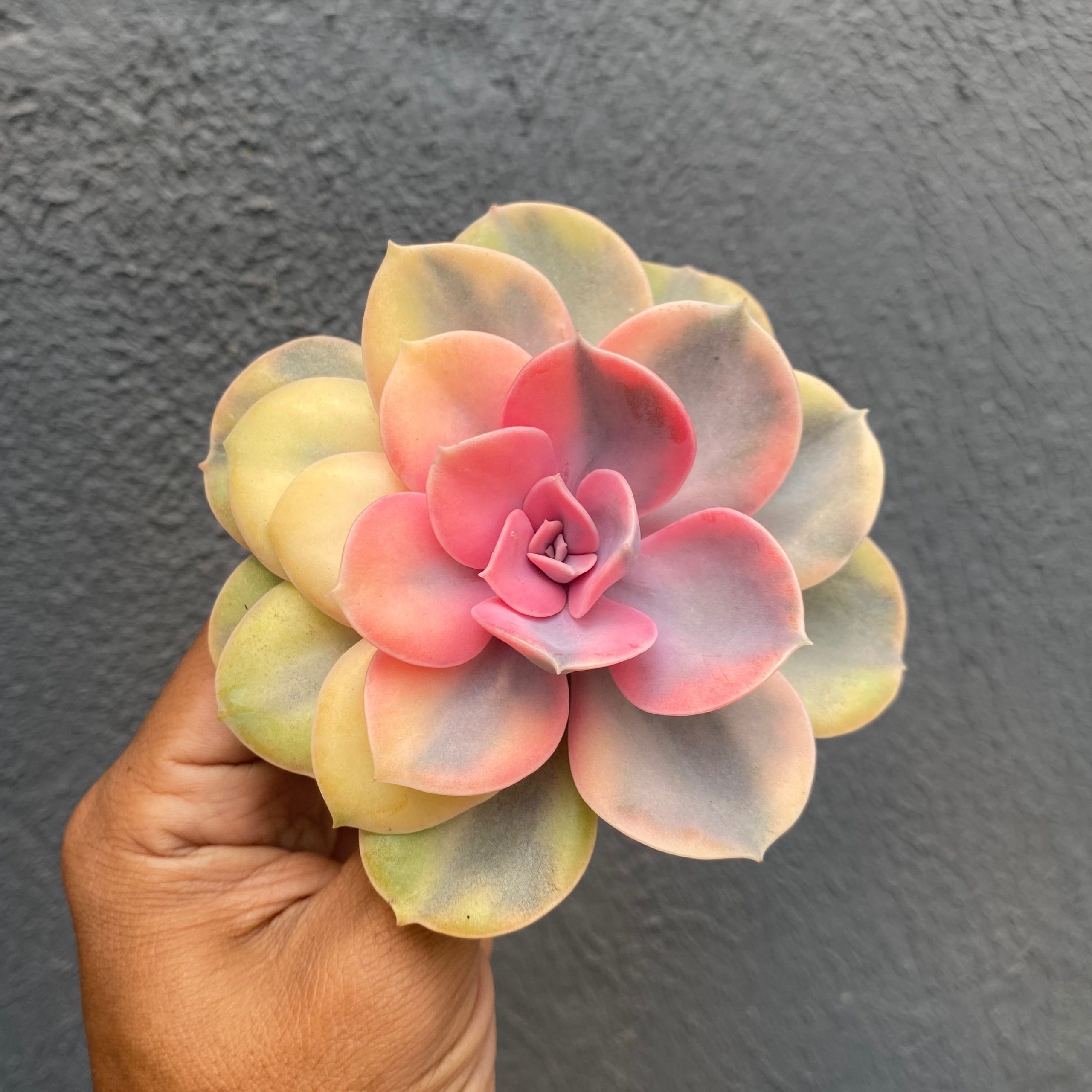 1533. Echeveria Perle White Rainbow