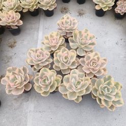 Alternative view of 2069. Echeveria Pink Angel 10 Pcs