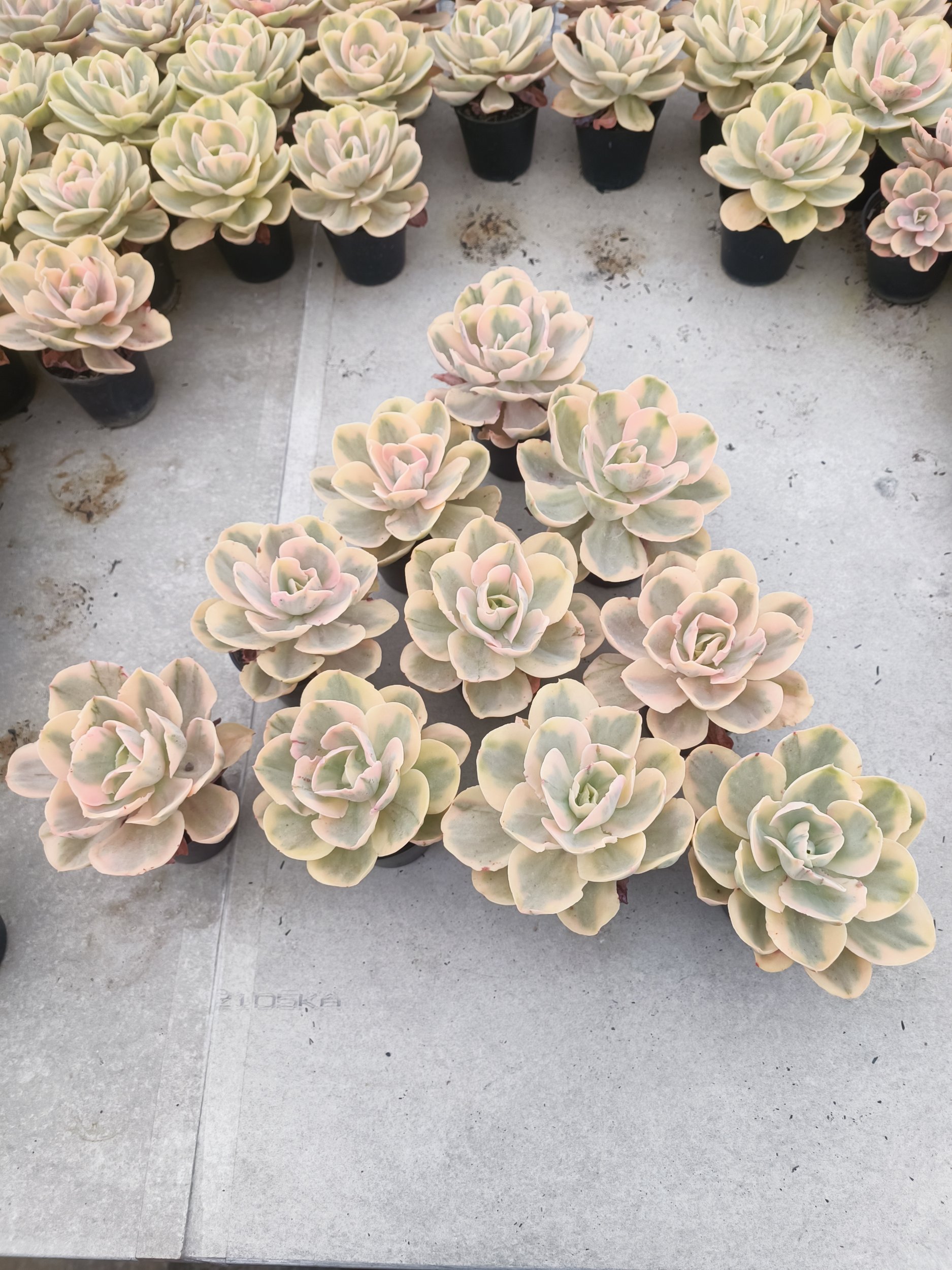 2069. Echeveria Pink Angel 10 Pcs - Image 2