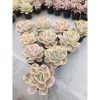 2069. Echeveria Pink Angel 10 Pcs