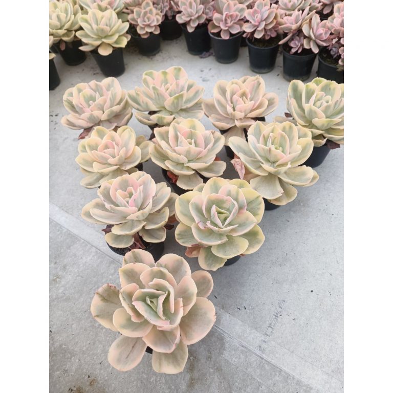 2069. Echeveria Pink Angel 10 Pcs
