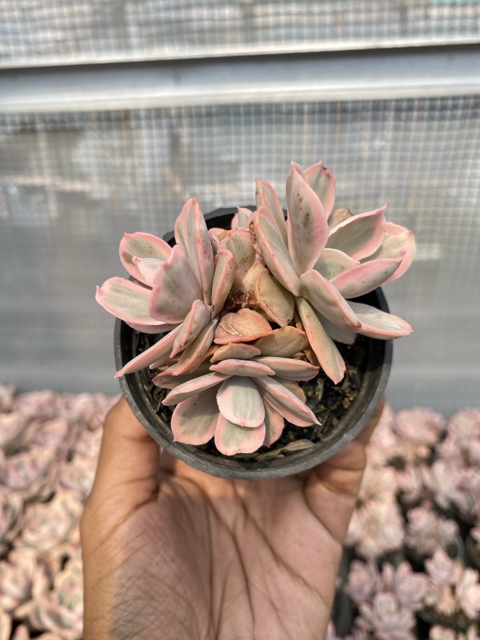 1513. Echeveria Pink Angel 3 Head - Image 2
